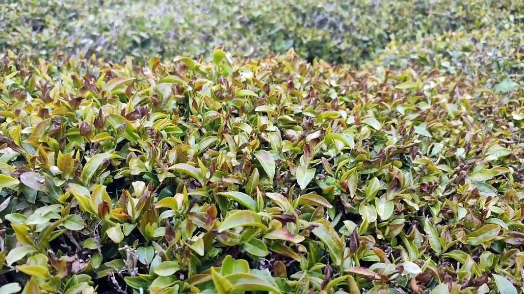 Tarımda tarihin en büyük felaketi yaşanıyor! Meyve, sebze fiyatlarında rekor artış yaşanacak 8